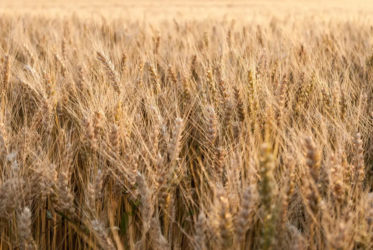 The Role of Cover Crops in Market Garden Soil Health