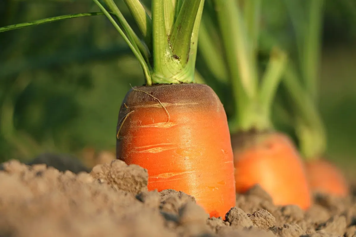 Understanding Crop Rotation for Market Gardens: A Simple Explainer