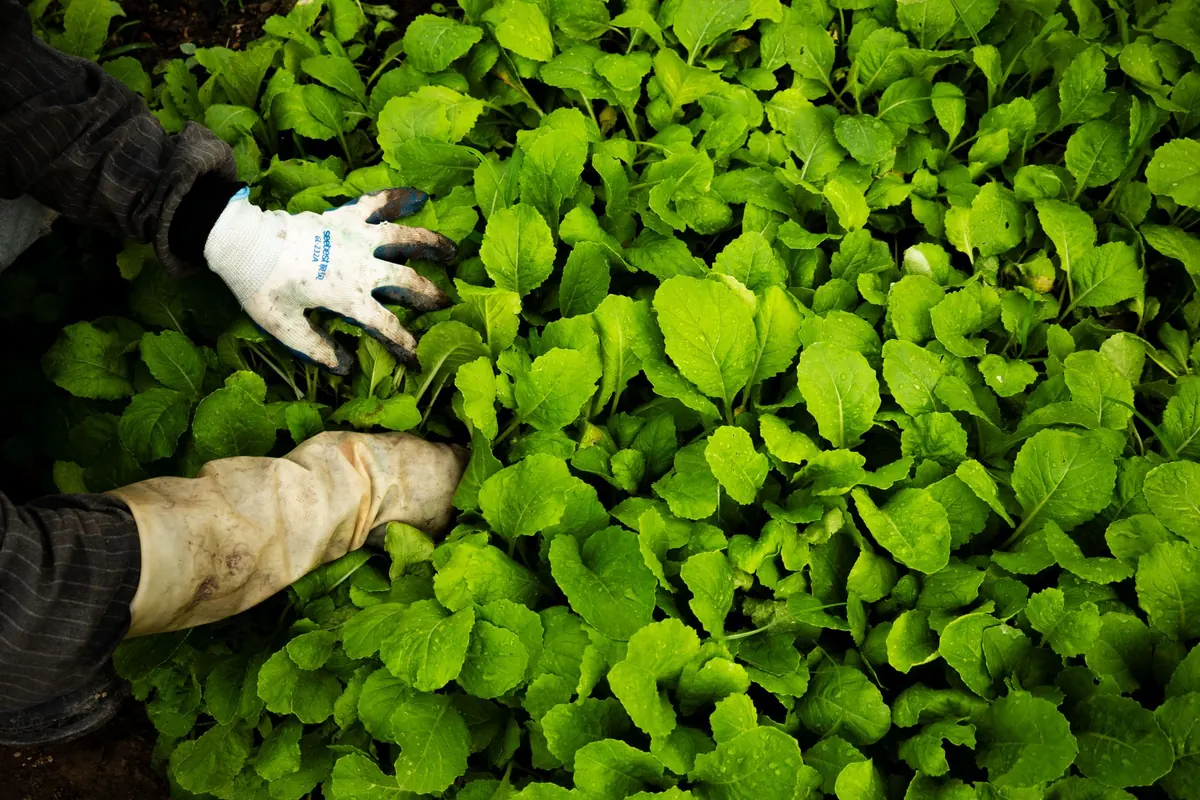Seasonal Crops